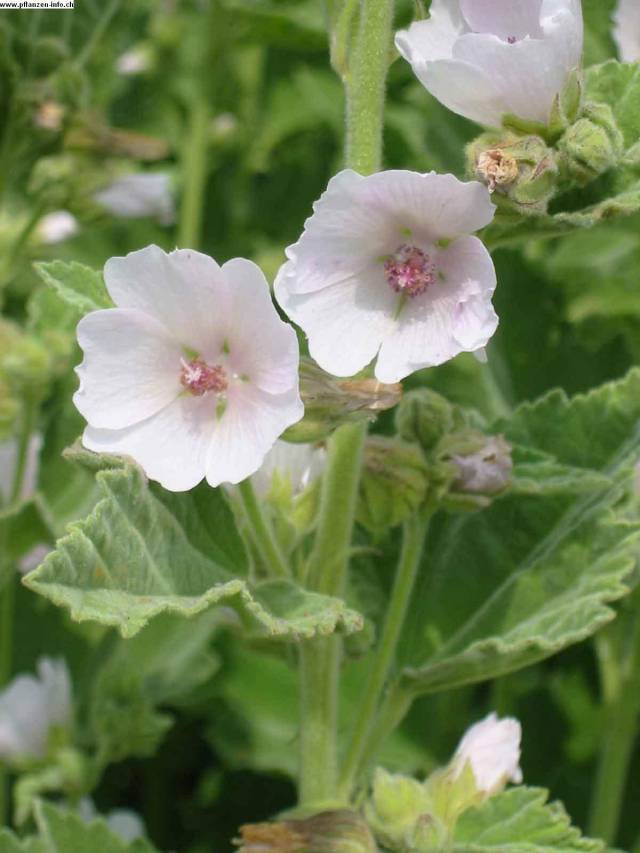 عکسهای ختمی دارویی Althaea officinalis 2